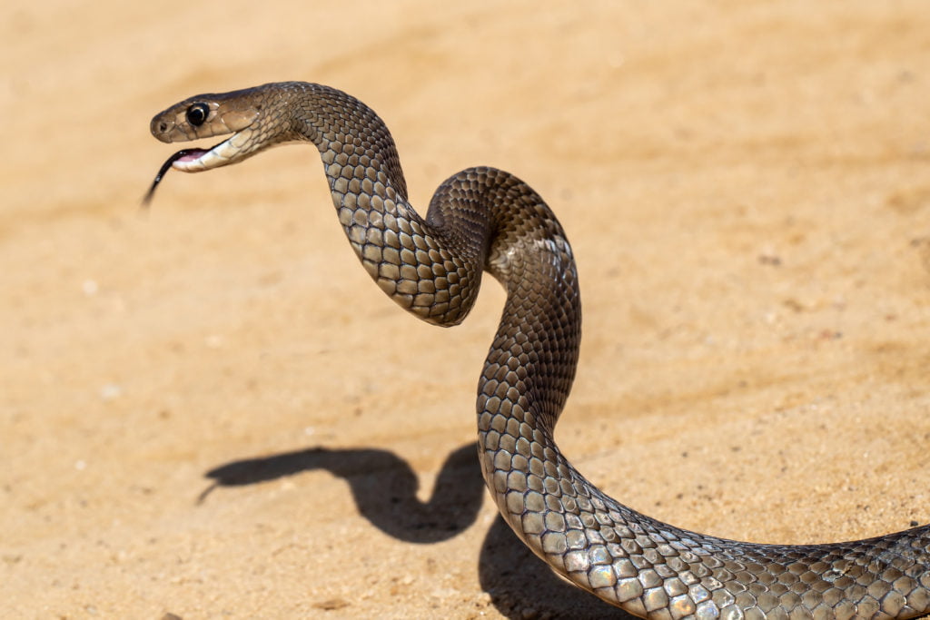 Eastern Brown Snake in strike position