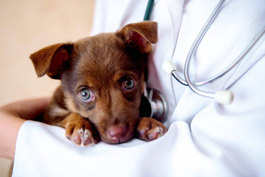 Why are more pets seeing vets during COVID-19?