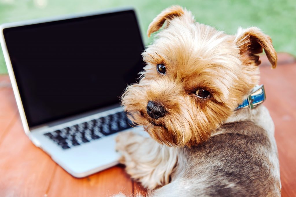 7 tips for working from home with a dog