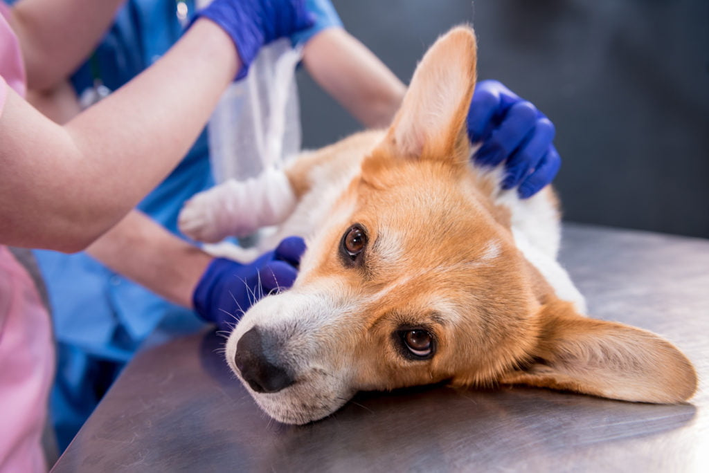 Veterinarian team bandages the paw of a sick Corgi dog.