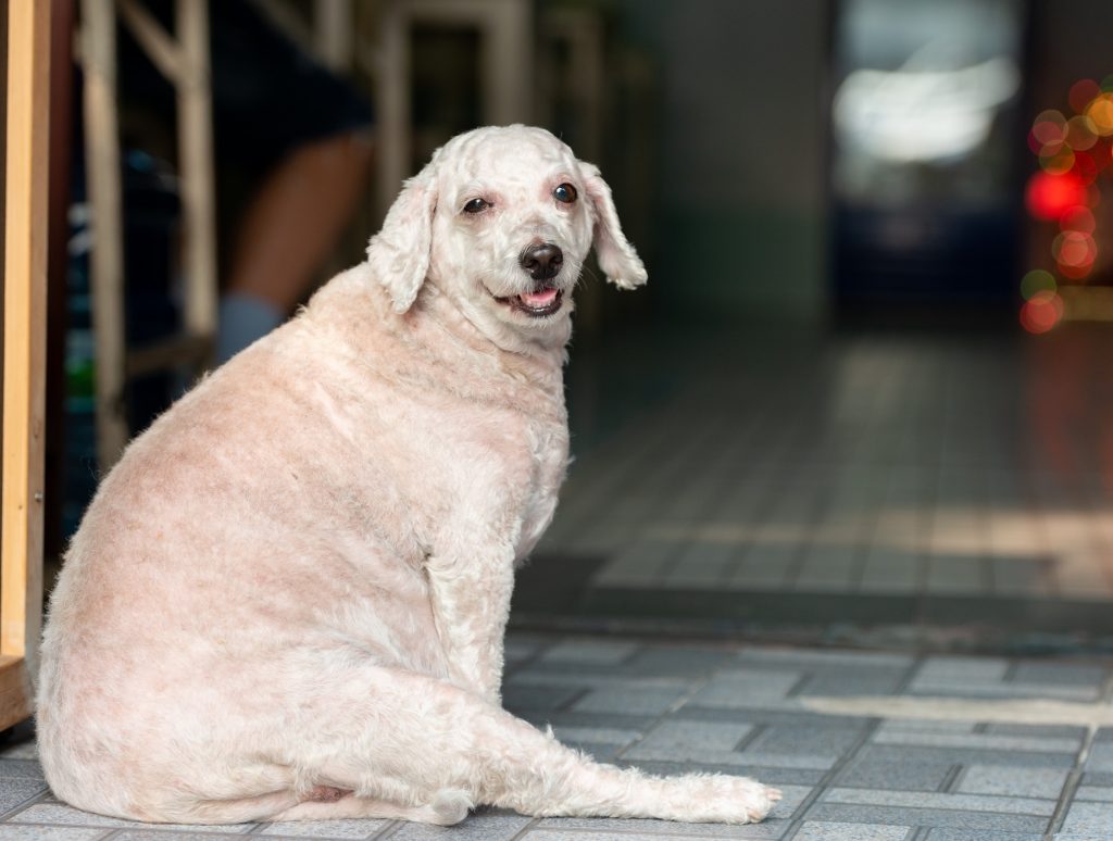 Obesity in dogs a weighty problem