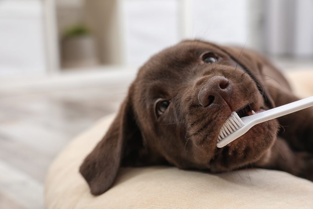 Tips on how to brush your dog's teeth