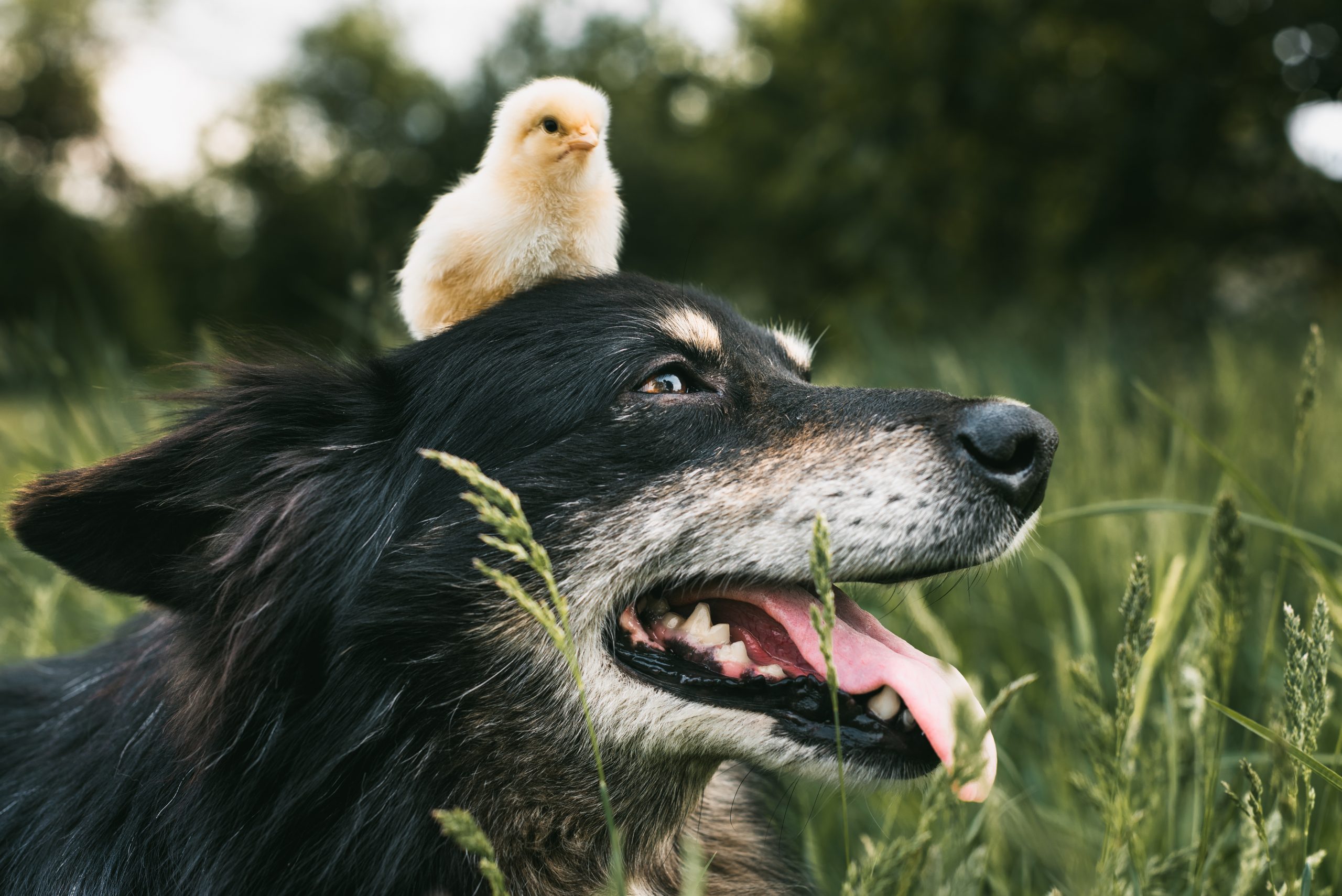 How to introduce your dog to chickens
