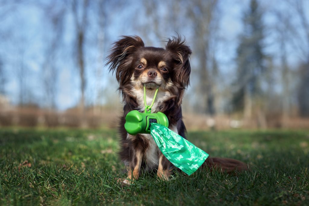 Papillon dog hold dog poo waste bags