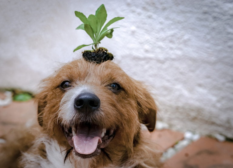 Tips to live more sustainably with pets - happy dog with plant on its head