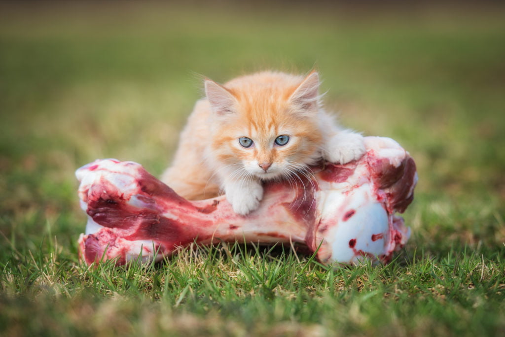 Tips to live more sustainably with pets: you may not eat bones, but they sure will, so don't waste them!