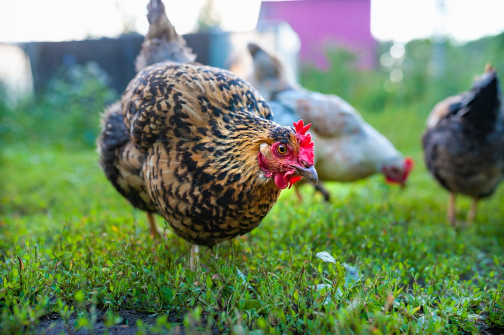 Backyard chicken looking into the camera