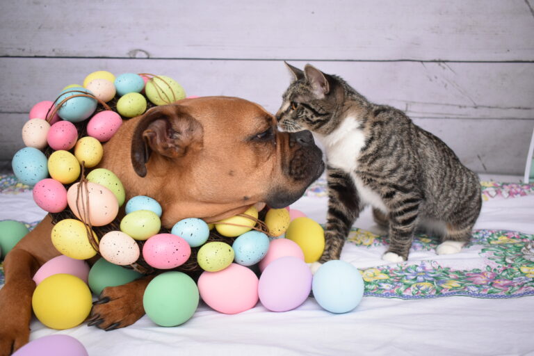 Cat and dog together with Easter eggs