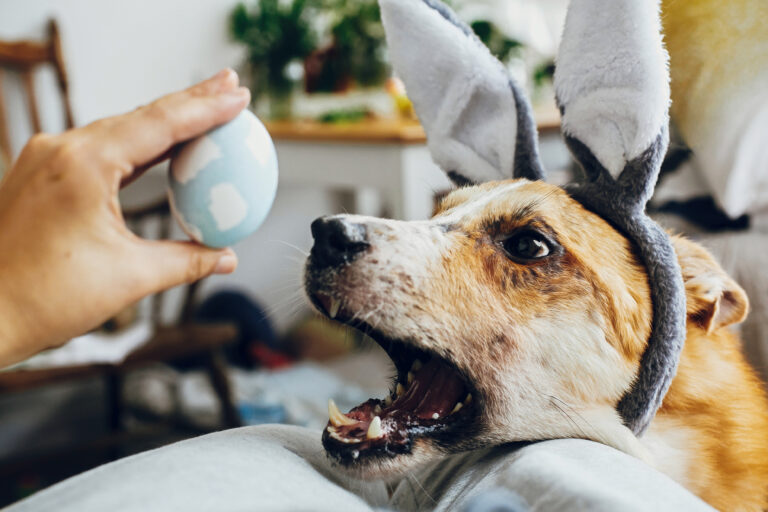 Dog with rabbit ears and Easter egg