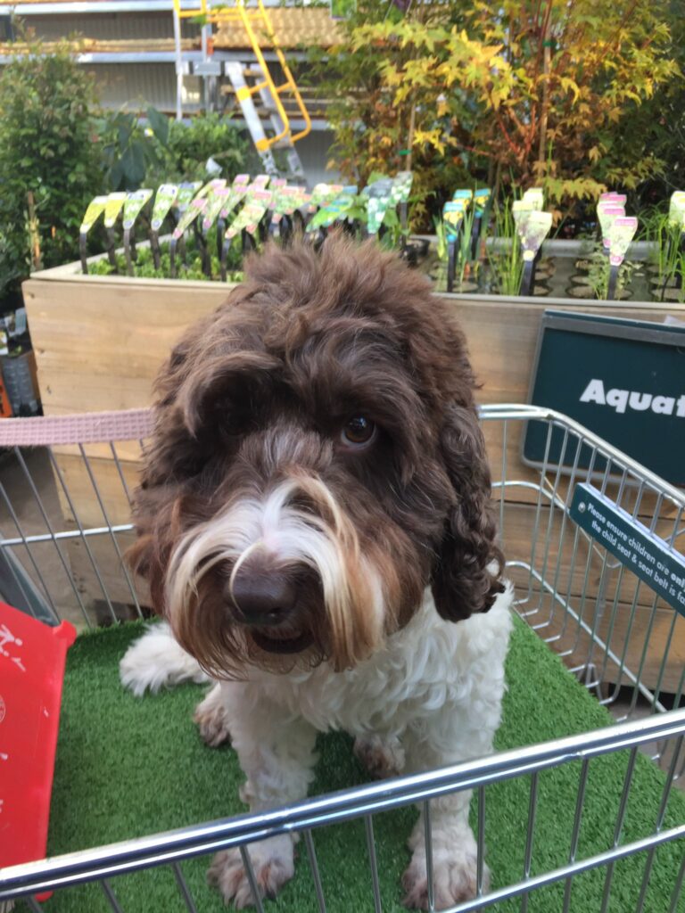 Dog at Bunnings on fake turf in trolley. Source: Bec_Morrison/Twitter