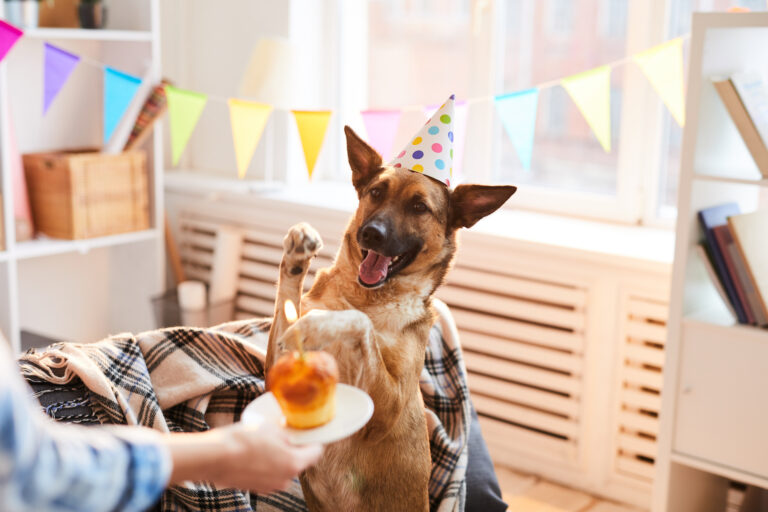 German Shepherd dog celebration with party hat and cake