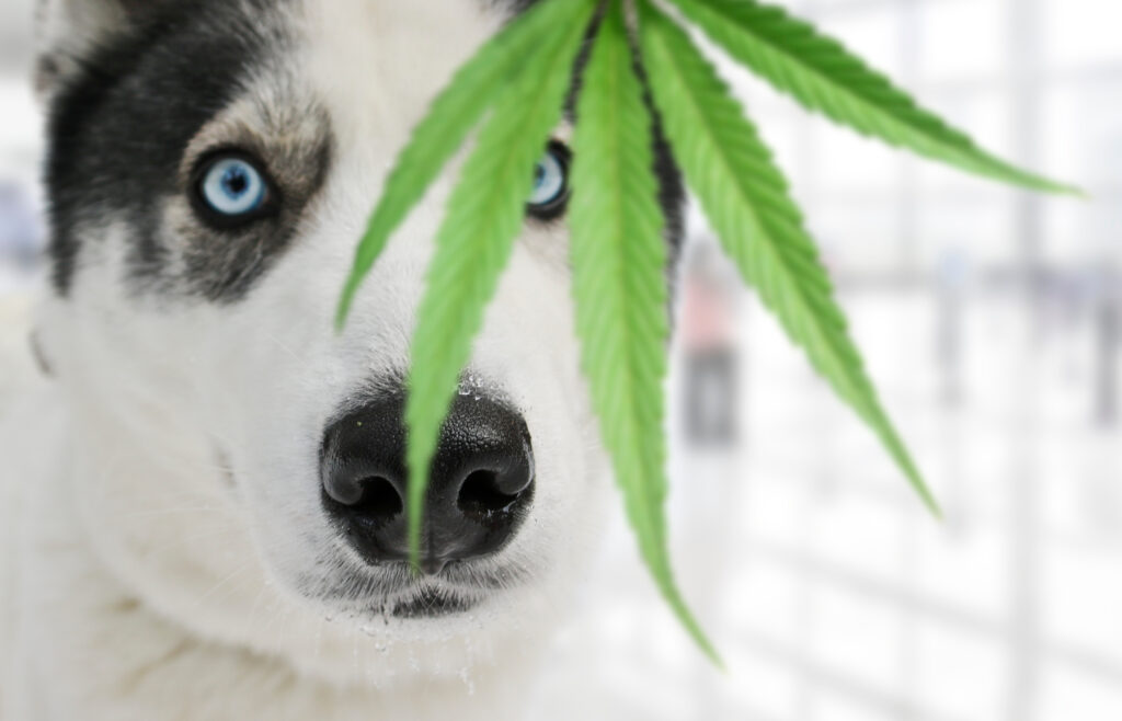 Husky dog staring at marijuana leaf