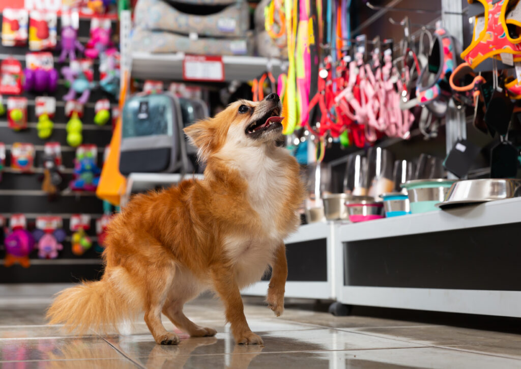 Happy dog shopping - support small business and Australian made pet supplies