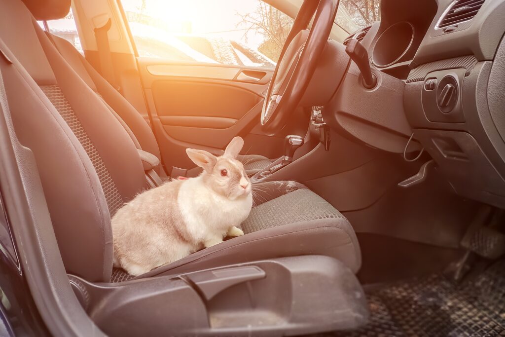 Pet transport services in Australia_rabbit in car