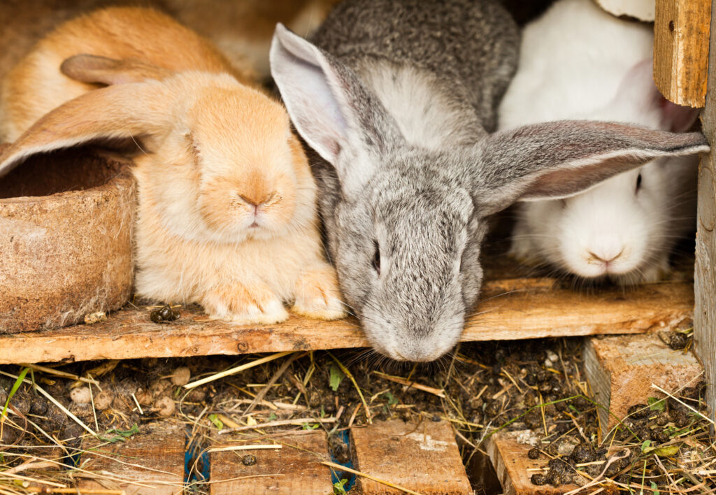 pet rabbits eat their poo as an important source of nutrients