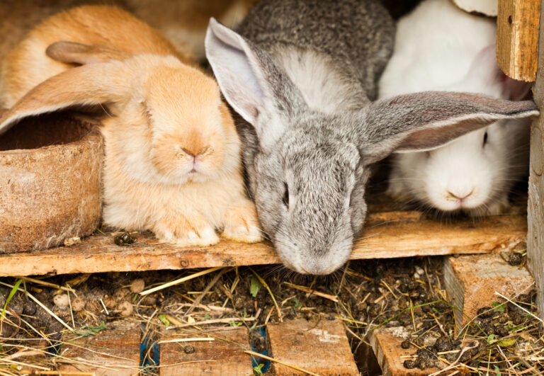 pet rabbits eat their poo as an important source of nutrients