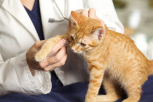 5 common cat injuries and how to avoid them
