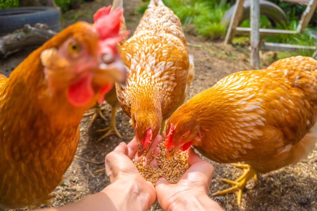 5 things you should never feed your chickens