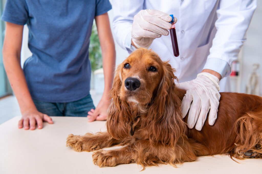 dog blood donor with owner and vet