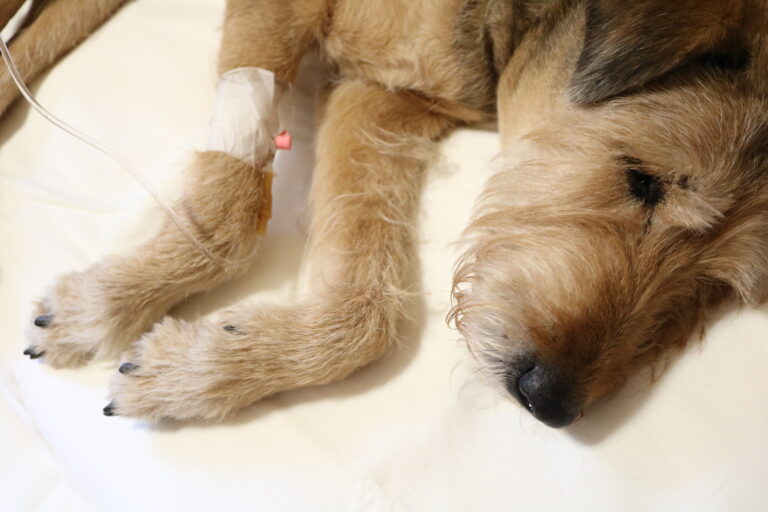 pancreatitis in dogs can be severe and require vet treatment including IV fluids