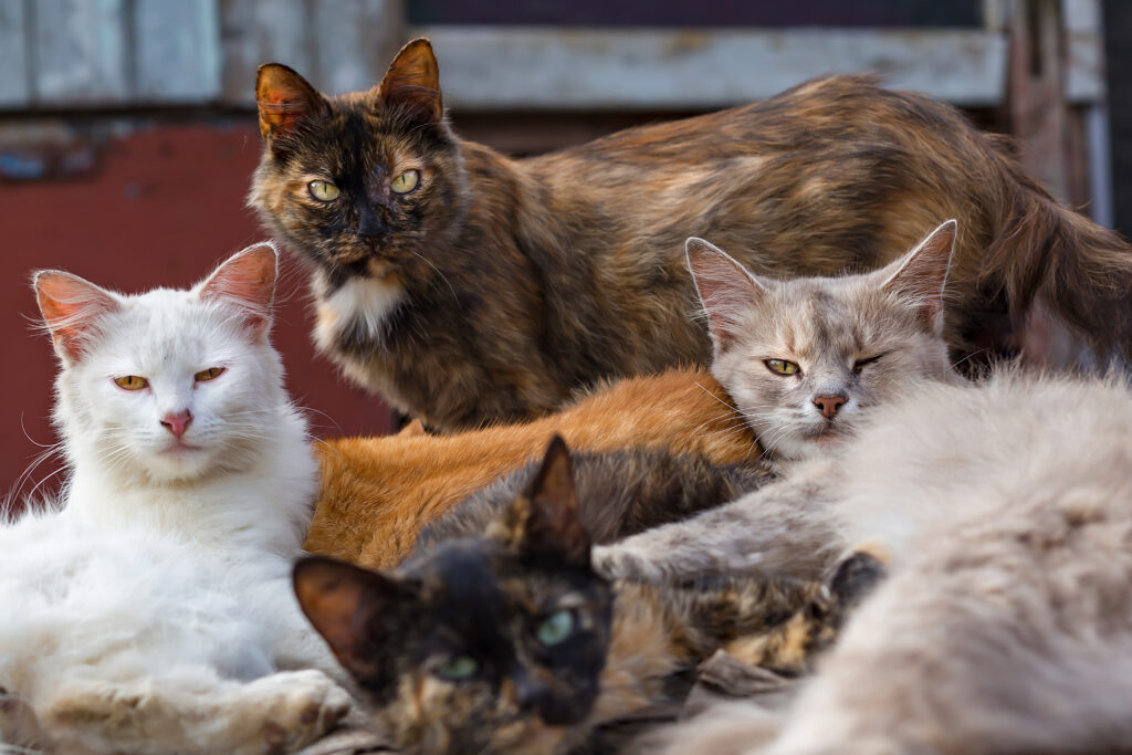 Stray cats are the target of a Community Cat Program, with hopes of saving many lives
