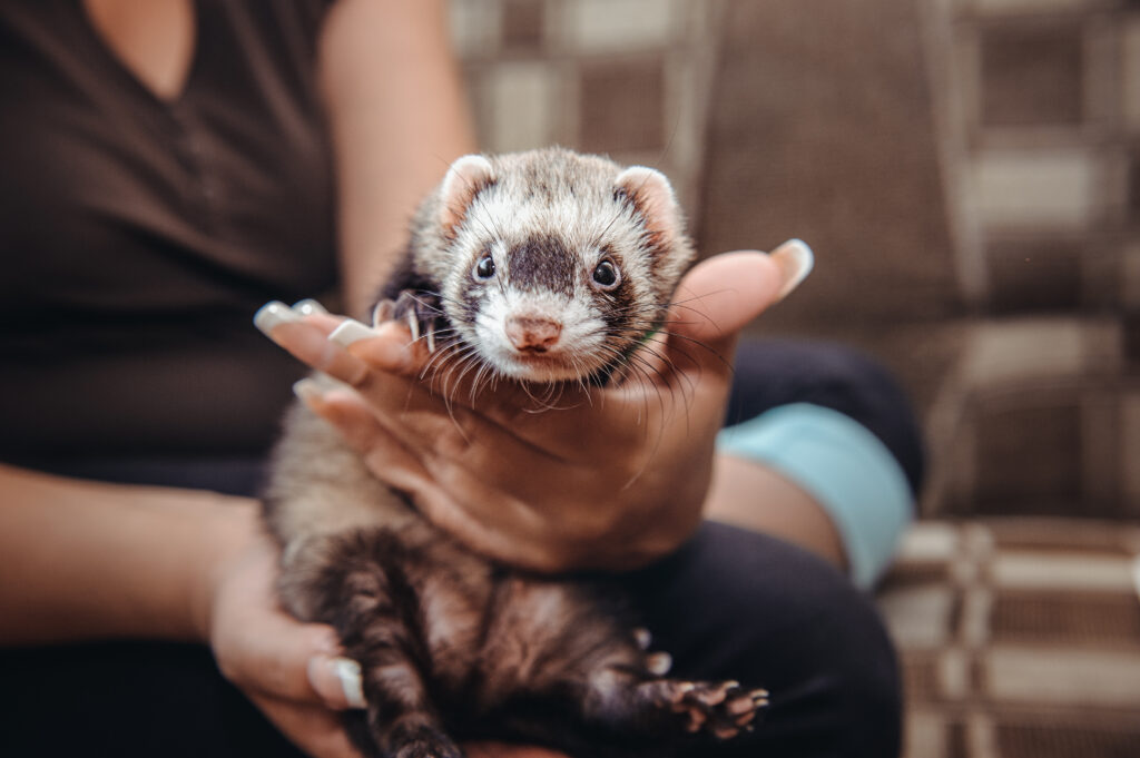 COVID warning over RATs, ferret susceptibility