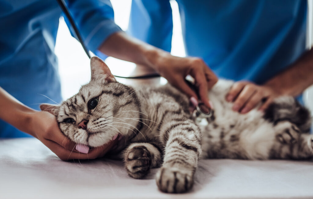 Pancreatitis in cats often going undiagnosed