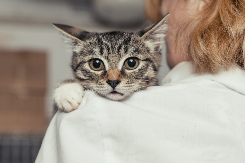 What you should know before bringing home a rescue cat