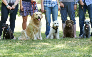 How to chose a dog trainer and whether to choose group or private lessons are a big questions facing dog owners