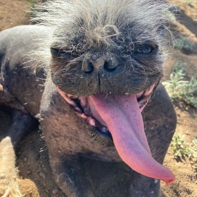 Mr Happy Face crowned World's Ugliest Dog 2022