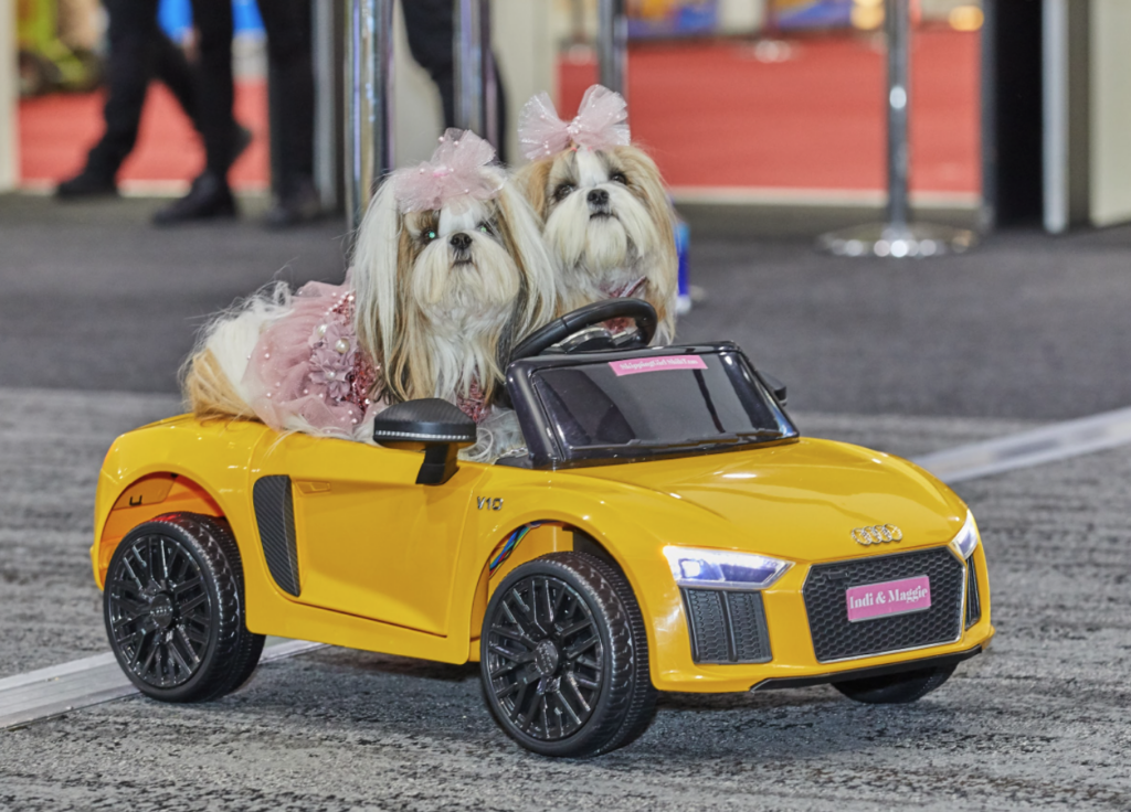 Dogs on show ahead of the Dog Lovers Festival in Brisbane 2024.