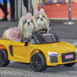 Dogs on show ahead of the Dog Lovers Festival in Brisbane 2024.